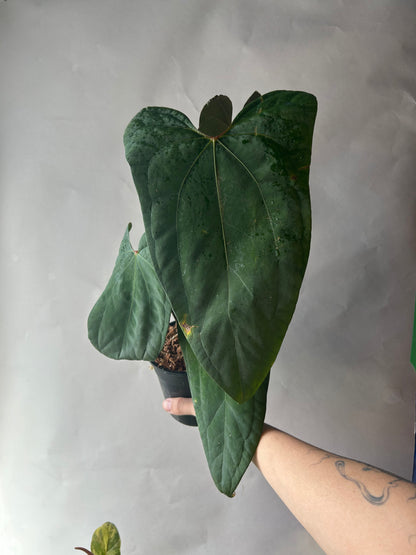 Anthurium RVDP x Portillae “ Dorito “