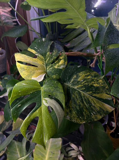 Monstera Thai Constellation “Miracle”