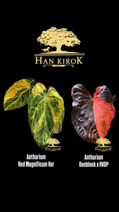 Variegated Anthurium Red Magnificum Var x (Docblock x RVDP) by Han Kirok
