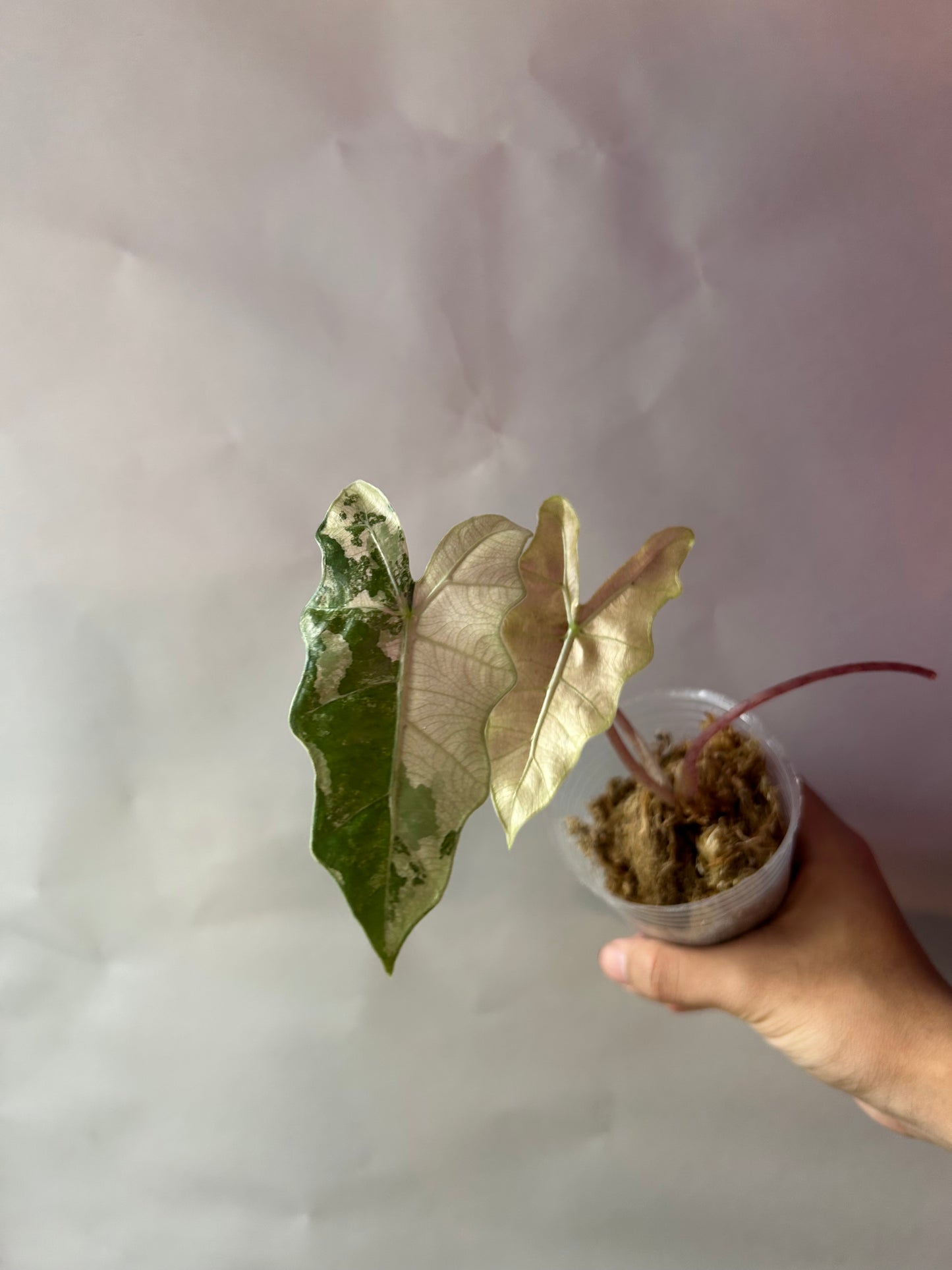 Alocasia Psedou Sanderiana Albo Pink