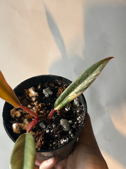 Philodendron Caramel Marble Variegated