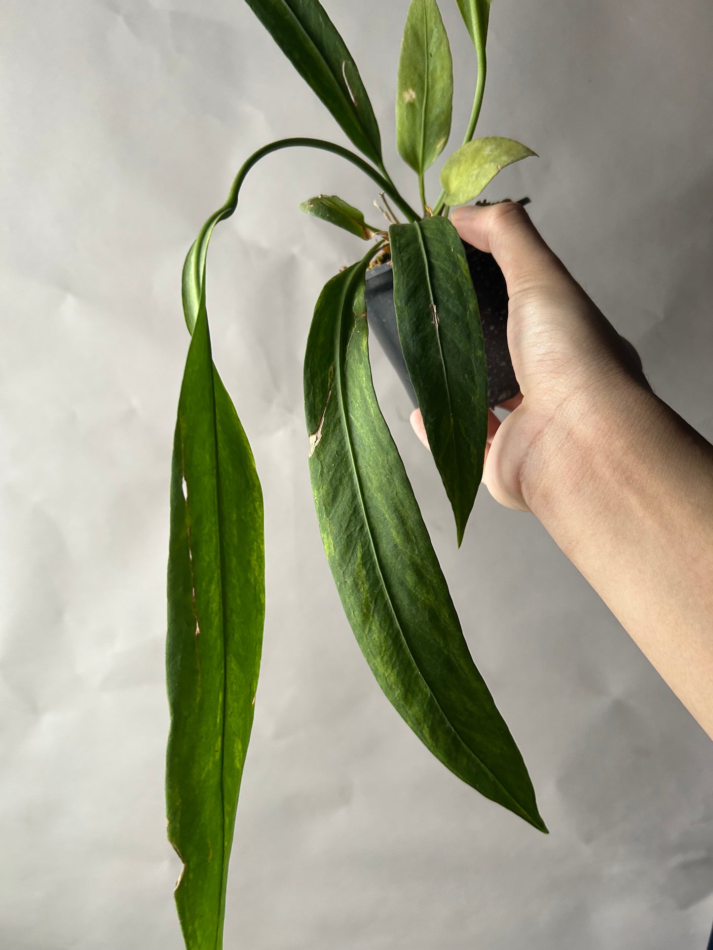 Anthurium Vittarifolium Variegated