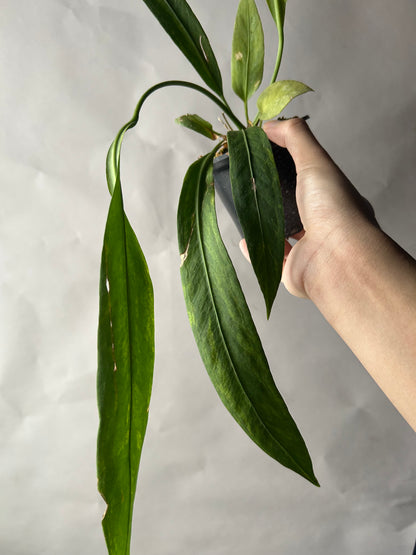 Anthurium Vittarifolium Variegated