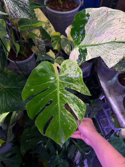 Monstera White Tear