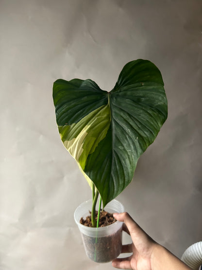 Philodendron Pastazanum Albo Type 1