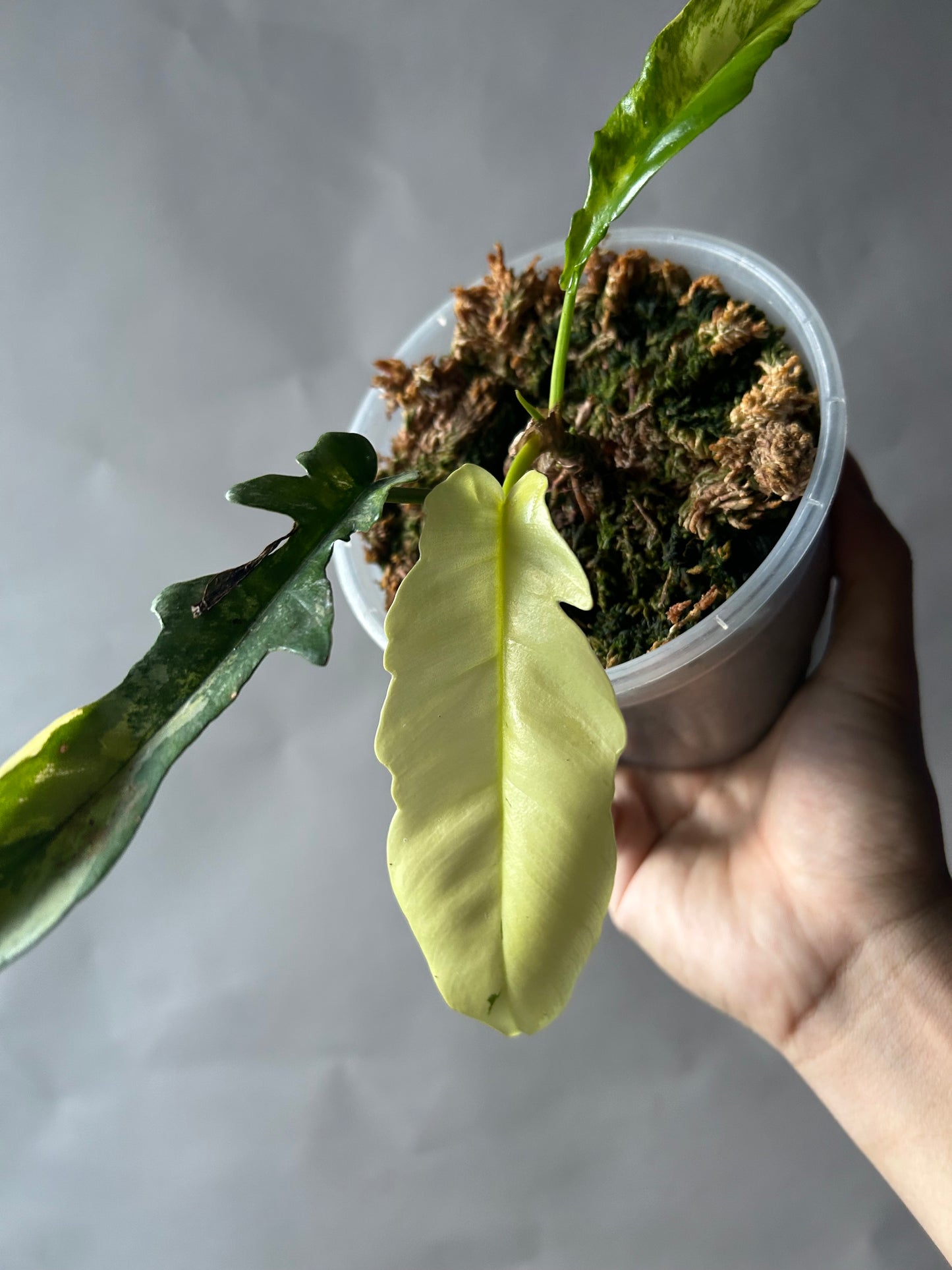 Philodendron Tortum x Florida Beauty