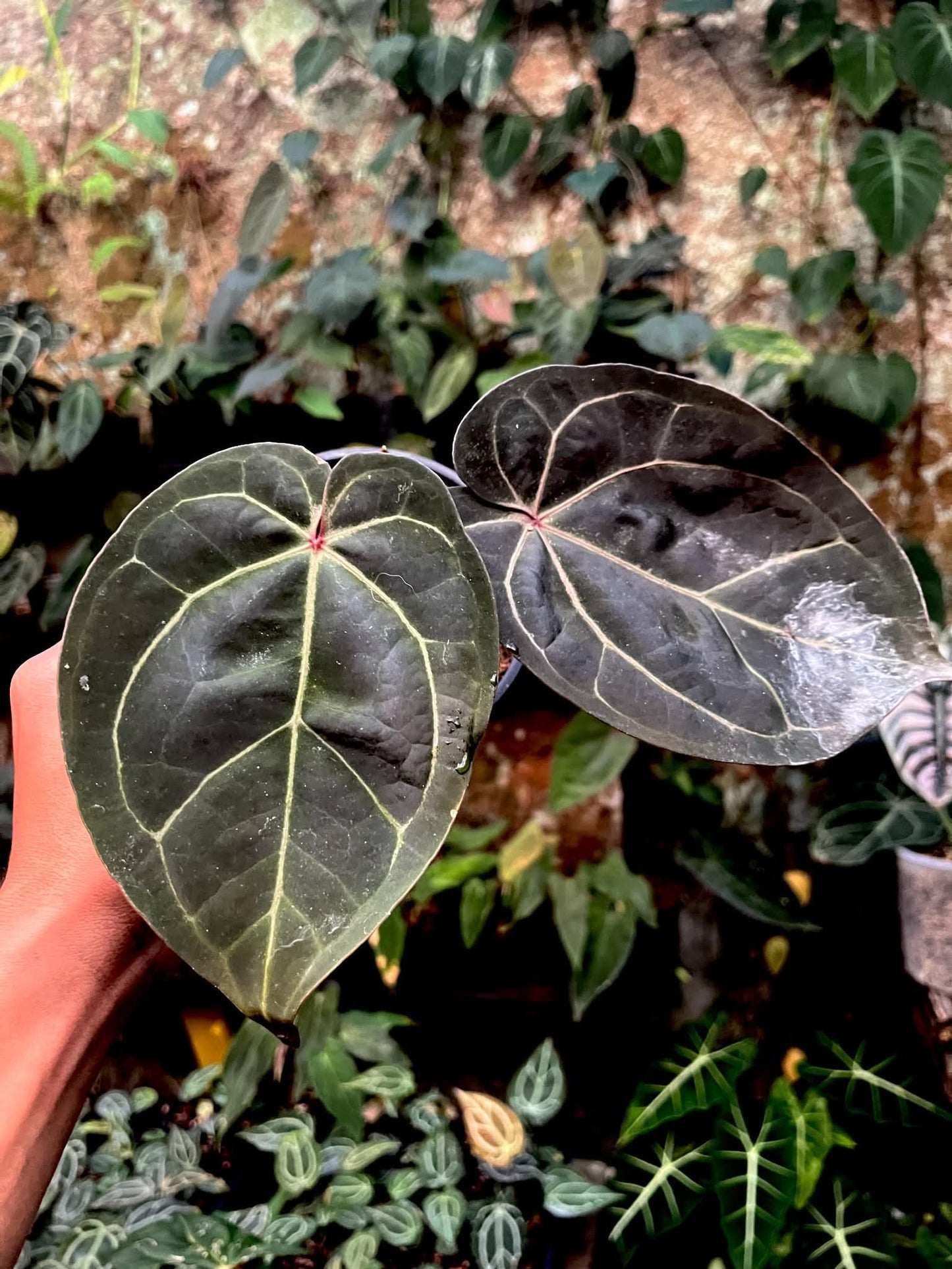 Anthurium Dreamweaver S1 x AOS By Han Kirok