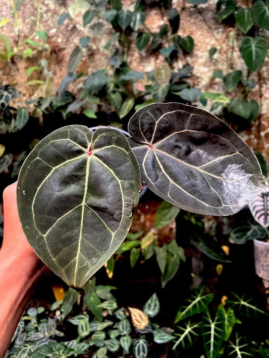 Anthurium Dreamweaver S1 x AOS By Han Kirok