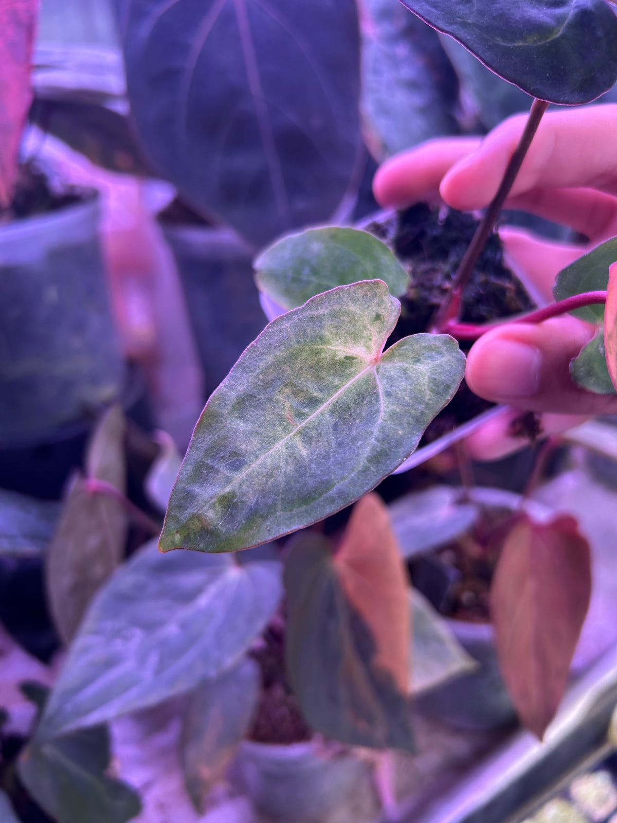 Variegated Anthurium ( Crystallium x Michelle) x ( BVEP x RLFS)