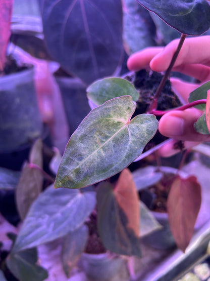 Variegated Anthurium ( Crystallium x Michelle) x ( BVEP x RLFS)