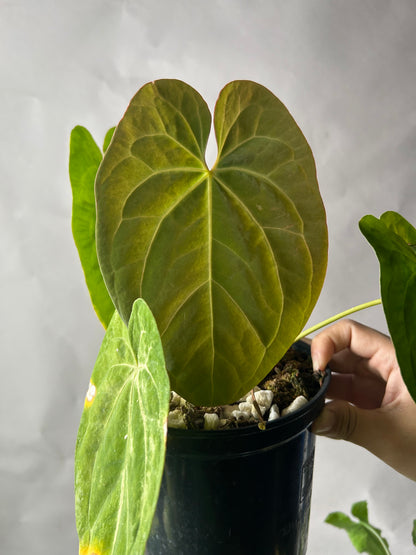 Anthurium Hoffmani x Papi