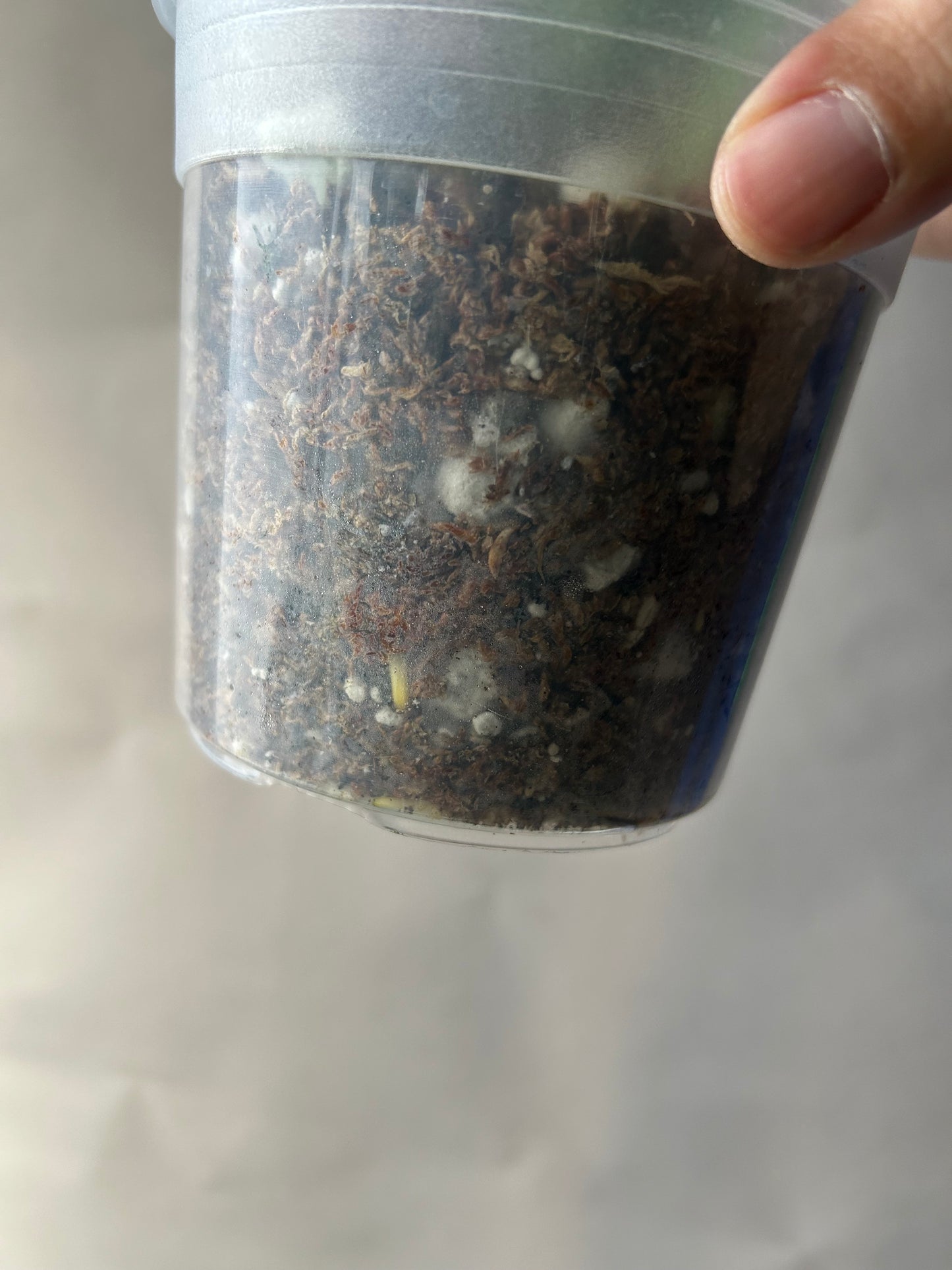 Monstera Deliciosa Green-On-Green