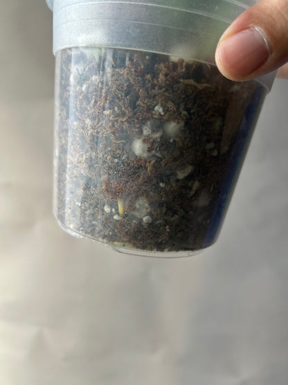 Monstera Deliciosa Green-On-Green