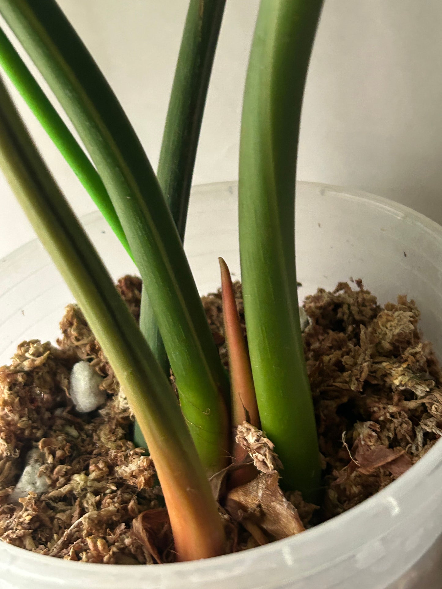 Philodendron Pastazanum Albo Type 1