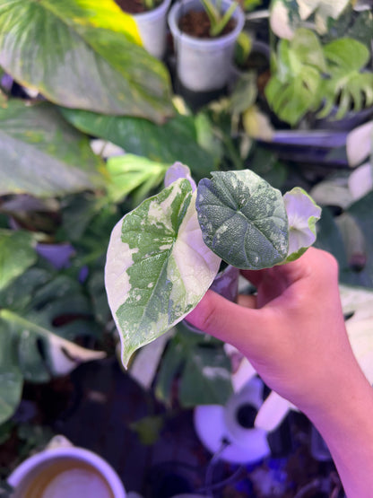 Alocasia Melo Albo (Corm Grow)