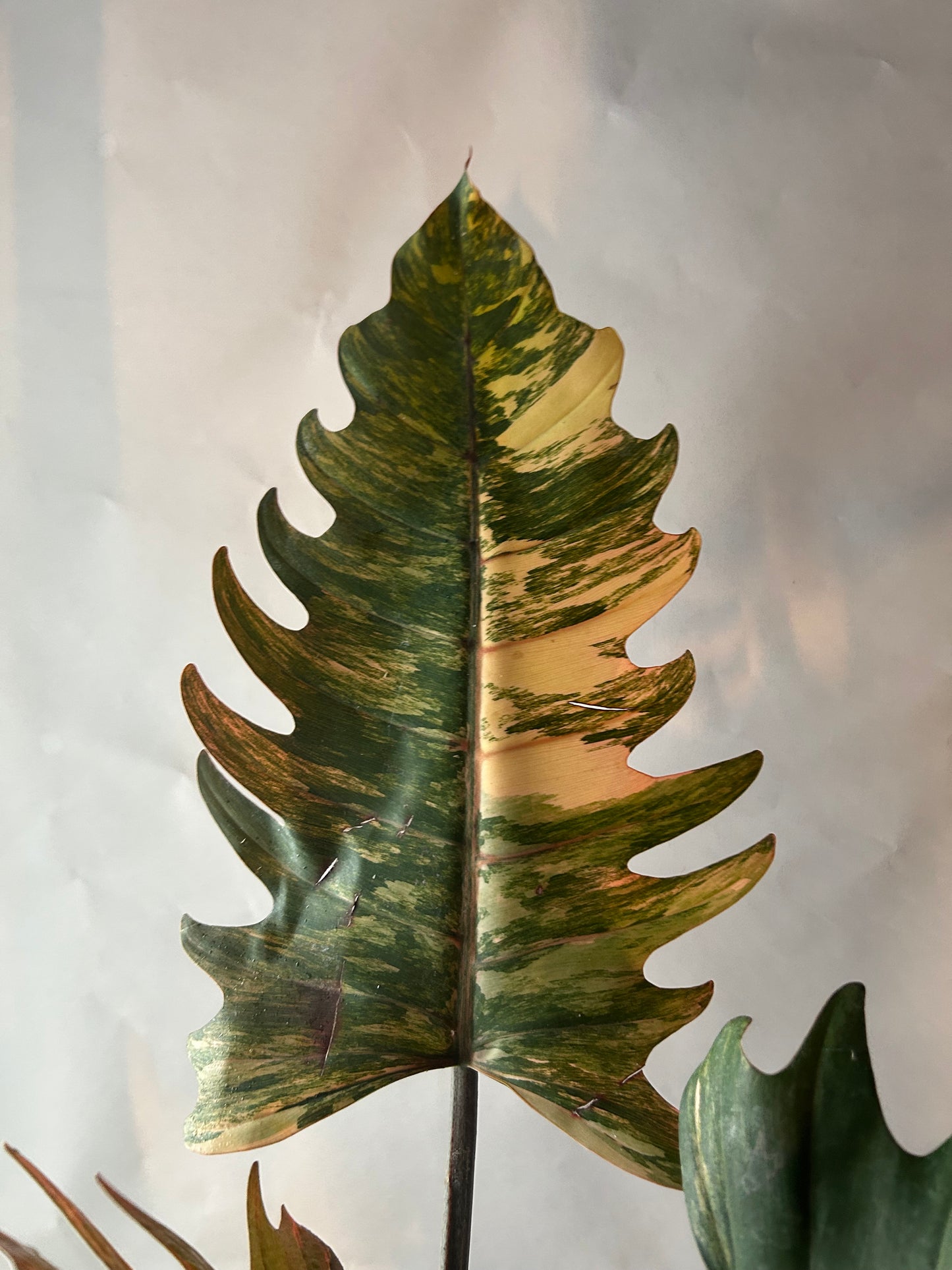 Philodendron Caramel Marble (Non TC)
