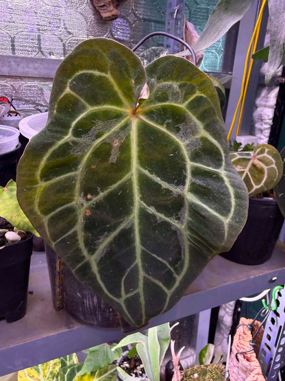 Anthurium Carlablackie x Michelle Blister Variegated