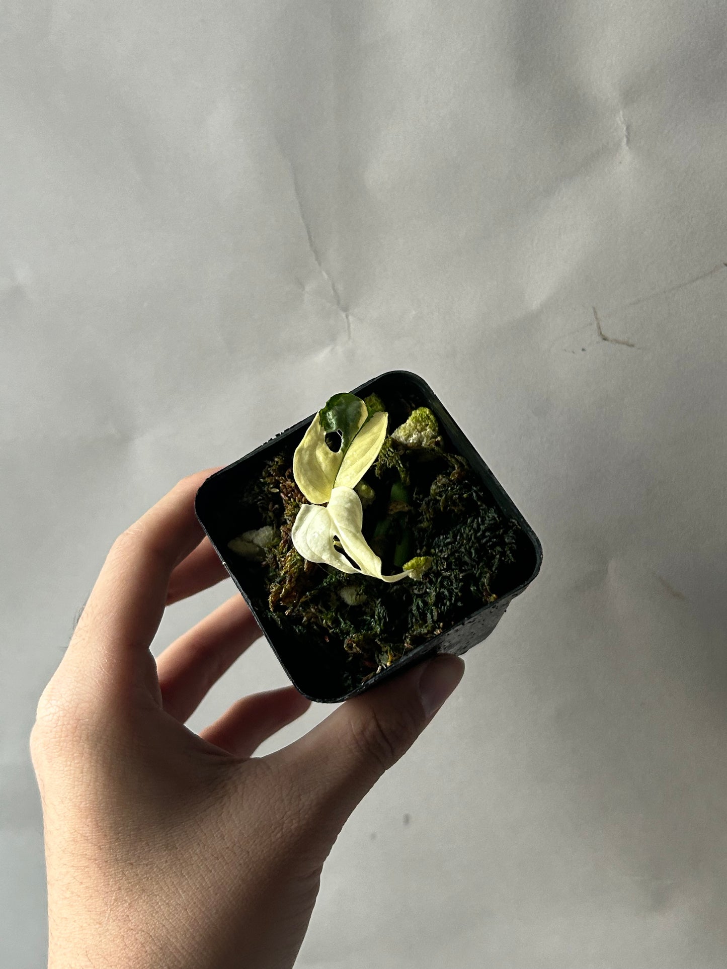 Monstera Adansonii Tricolor Albo