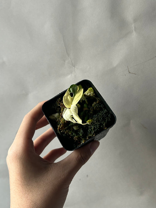 Monstera Adansonii Tricolor Albo