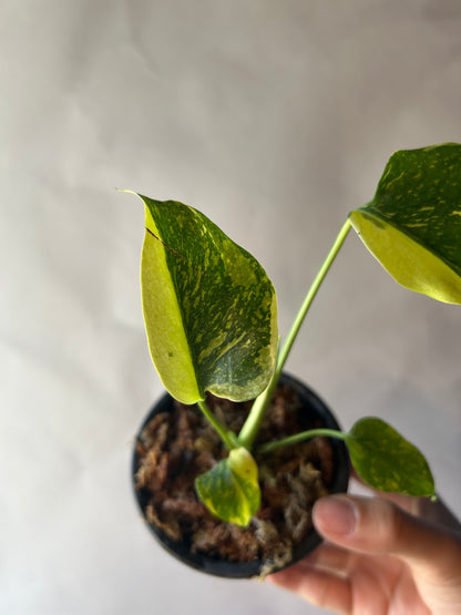 Monstera Deliciosa Electrolytes King