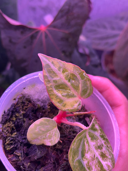 Anthurium Pap Var x Michelle Docblock by The Realm Of Leaf