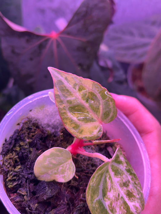 Anthurium Pap Var x Michelle Docblock by The Realm Of Leaf