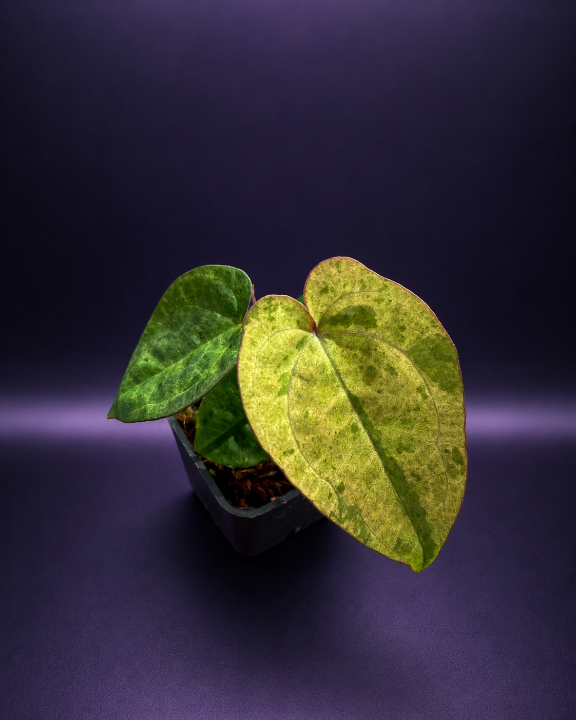 Variegated Anthurium ( Pap x RL S1) x (Docblock x RVDP) by Han Kirok