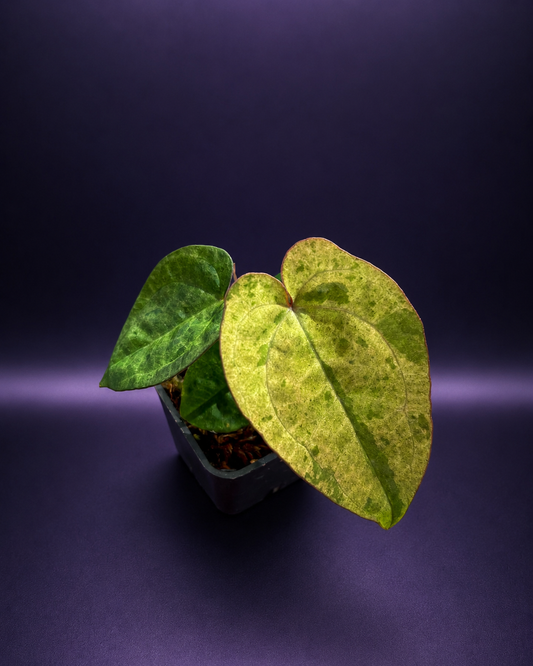 Variegated Anthurium ( Pap x RL S1) x (Docblock x RVDP) by Han Kirok