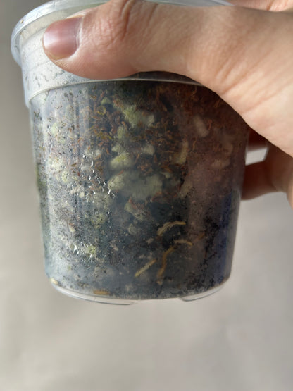 Monstera Deliciosa Green On Green