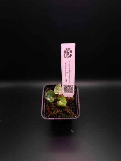 Albo Pink Anthurium ( DH x RVC ) x ( Docblock x RVDP)