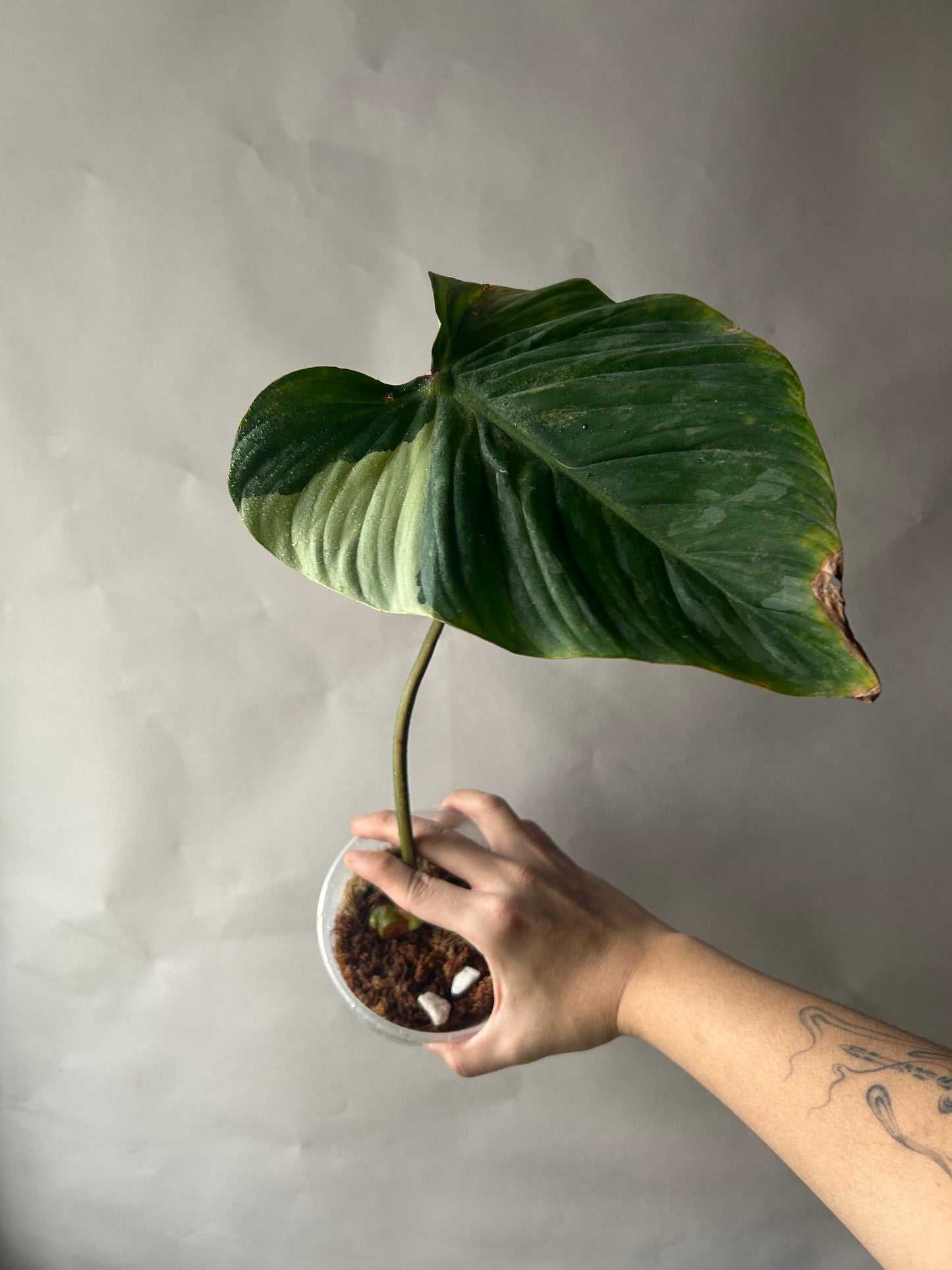 Philodendron Pastazanum Albo