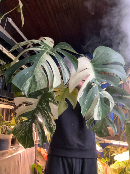 Monstera Deli x Bors Mint ( True Mint )