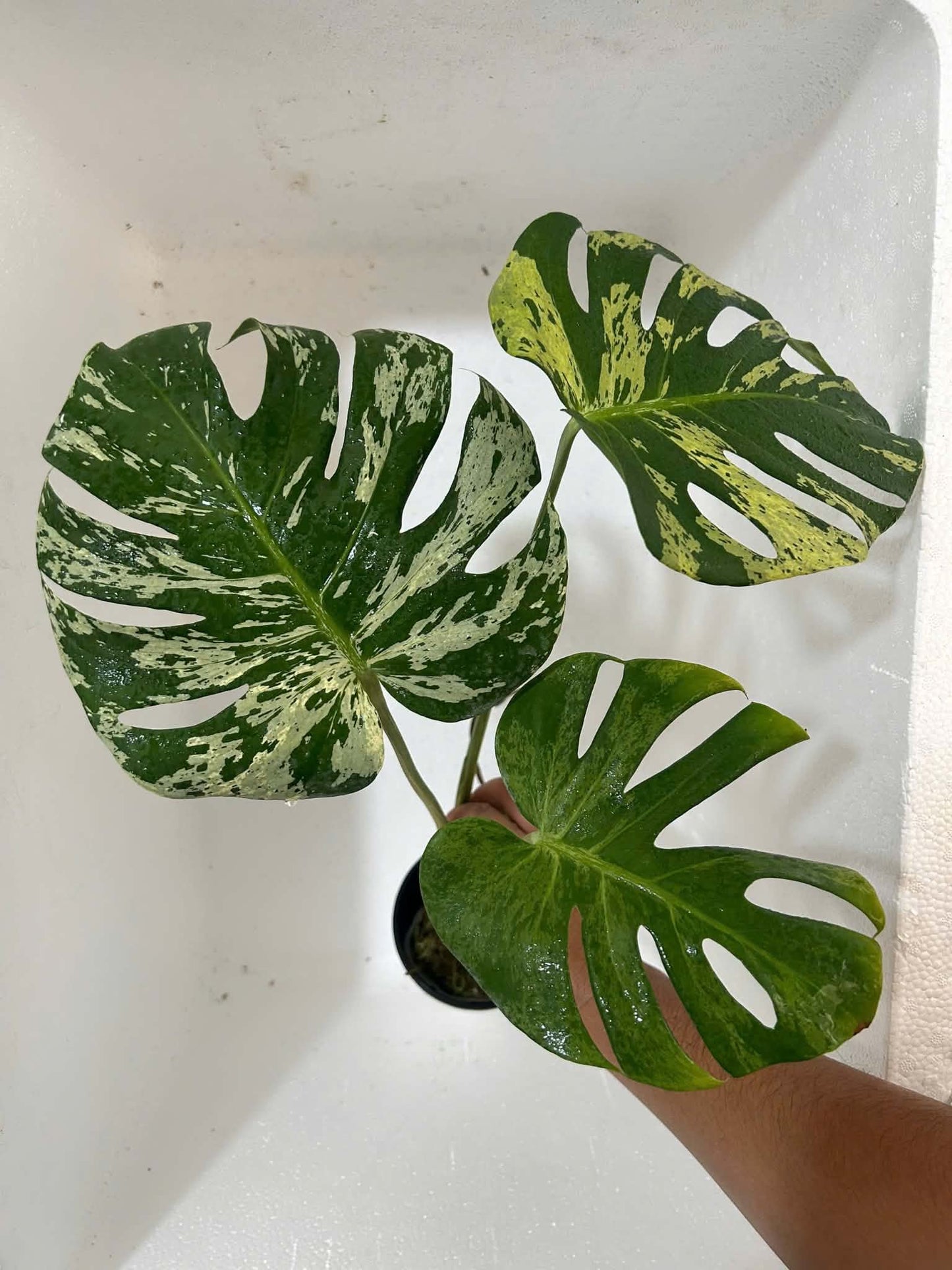Monstera Vietciosa XXL