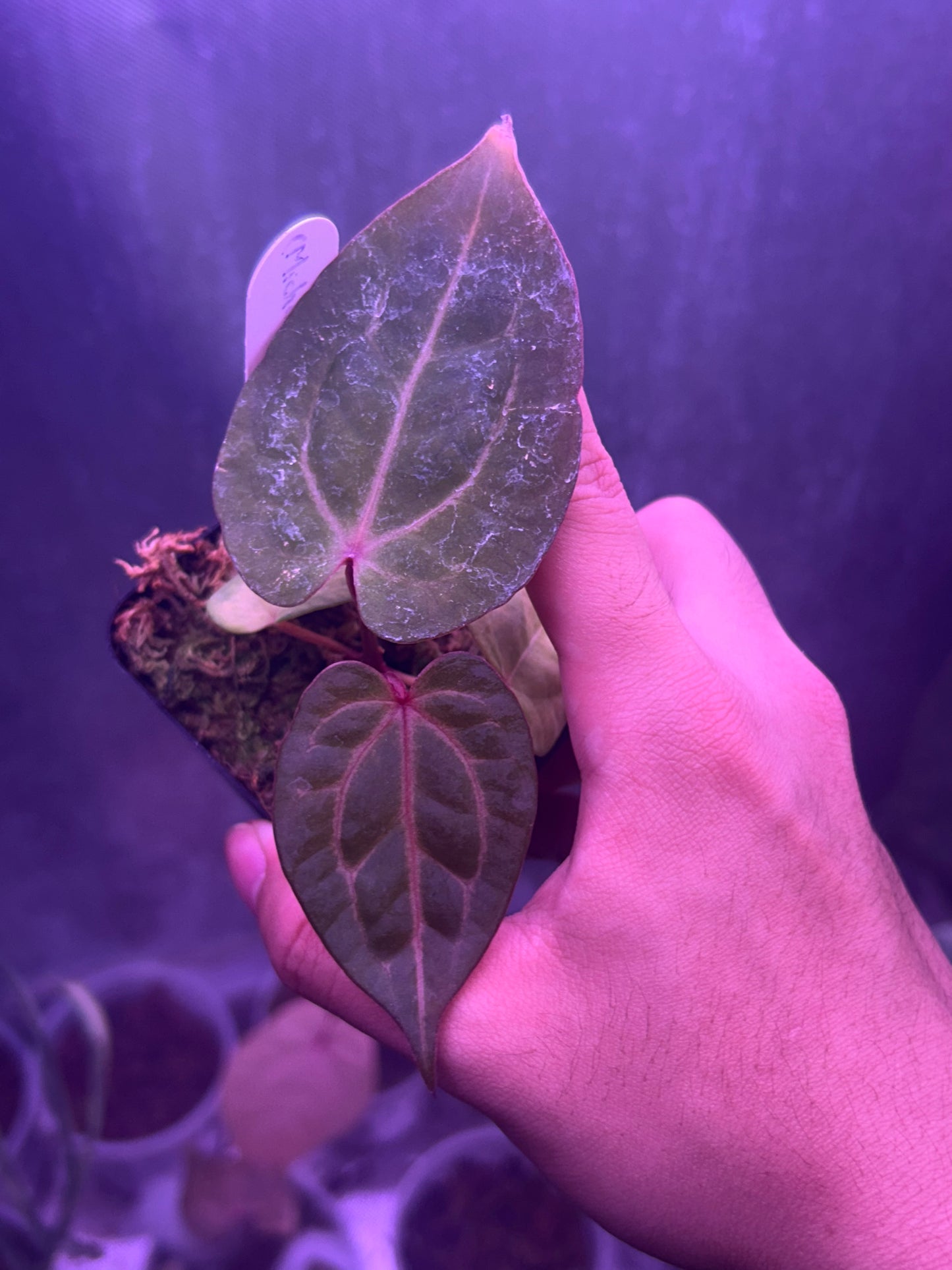 Anthurium ( Michelle x Zara) x ( RVDP x Dressleri)
