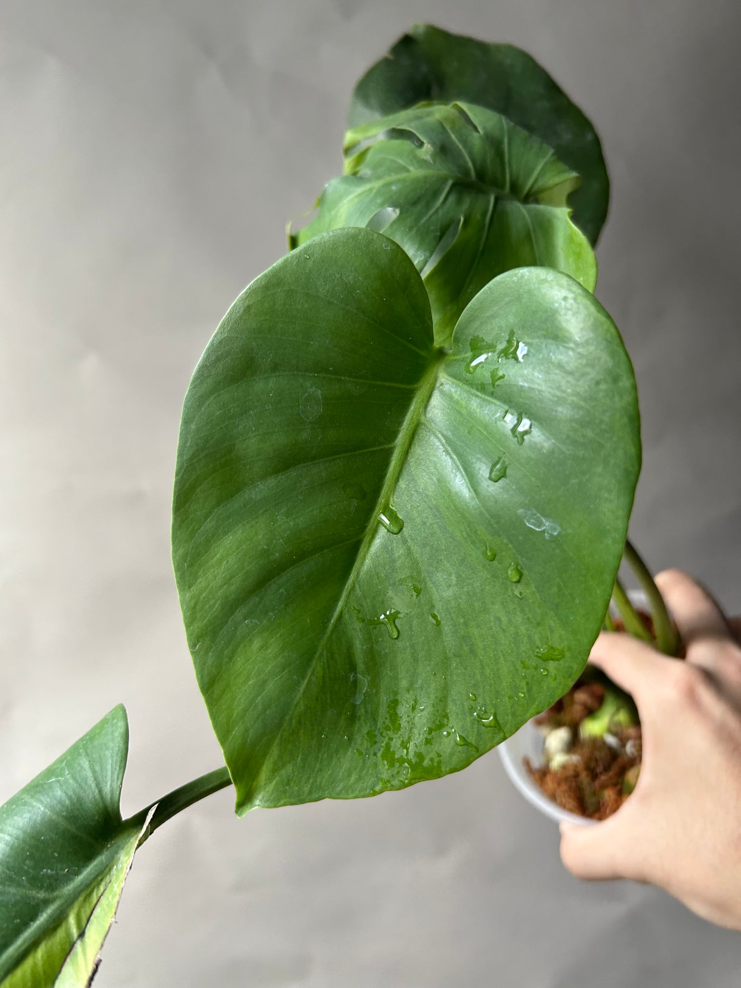Monstera Deliciosa Green On Green