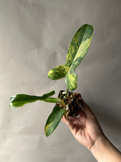 Philodendron Florida Beauty x Mayoi