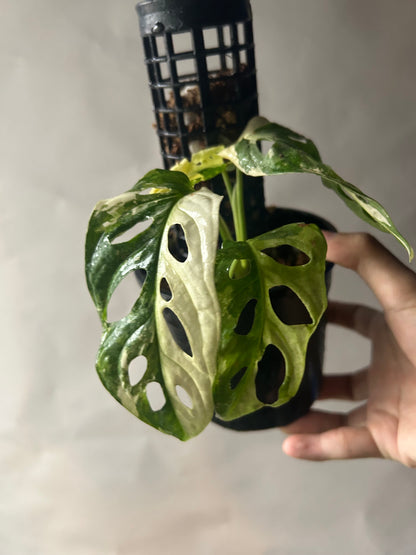 Monstera Adansonii Tricolor