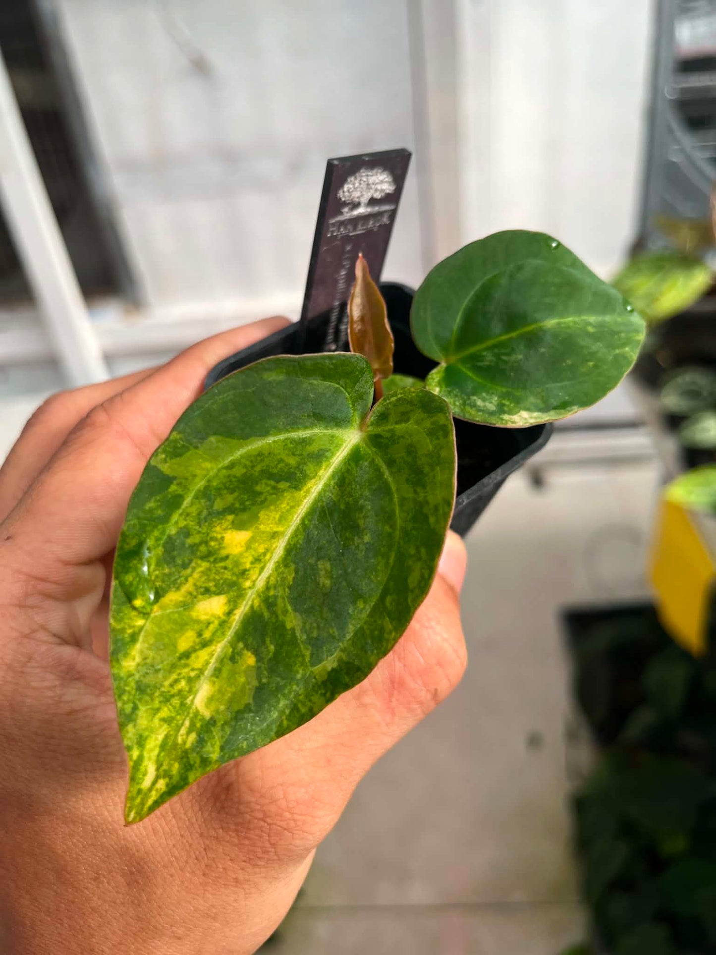 Anthu Red Magnificum Var x Anthu ( Pap Var x Guna Yala) by Han Kirok