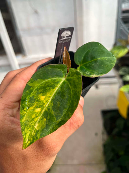 Anthu Red Magnificum Var x Anthu ( Pap Var x Guna Yala) by Han Kirok