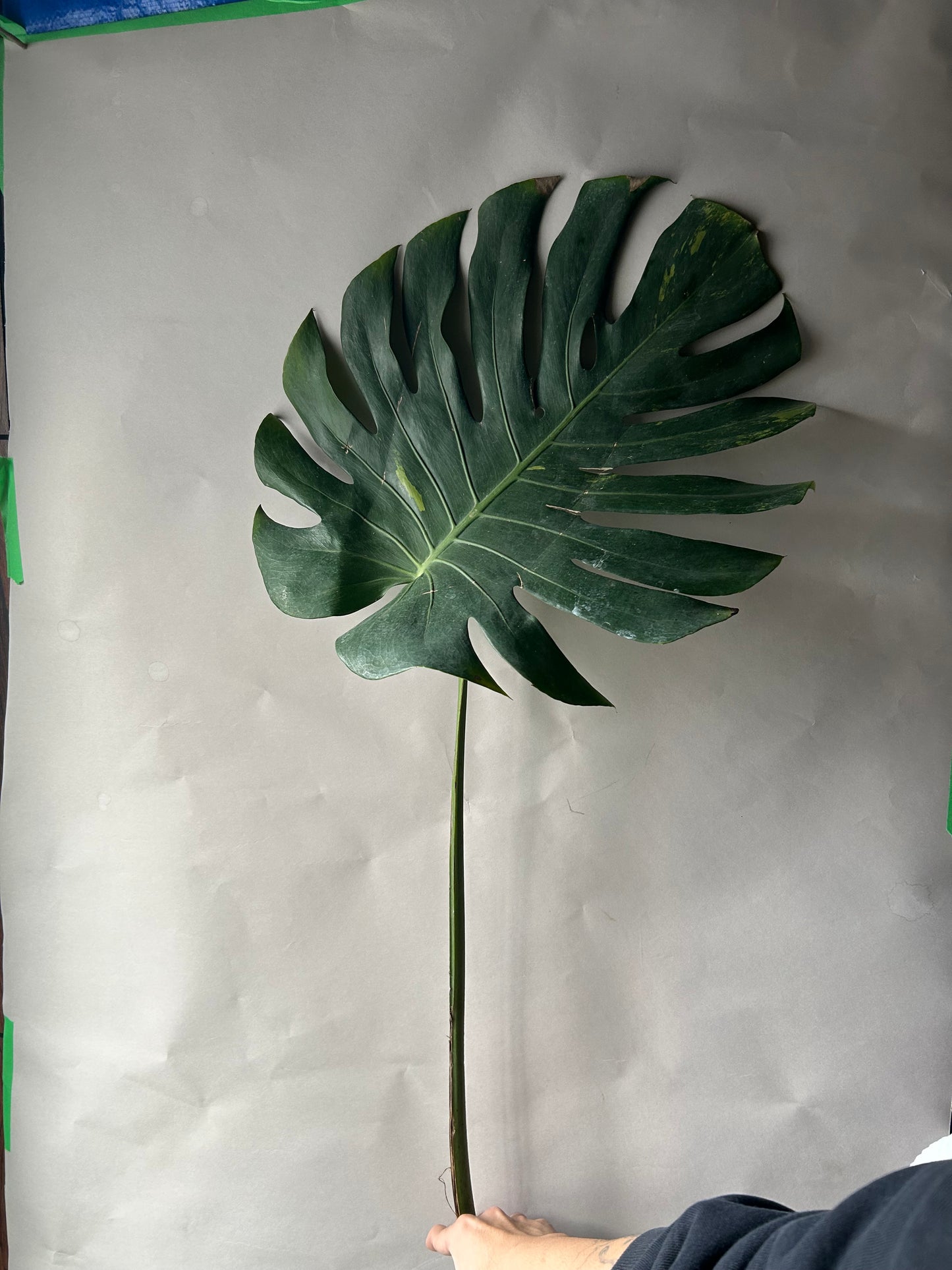 Monstera Matcha Mint