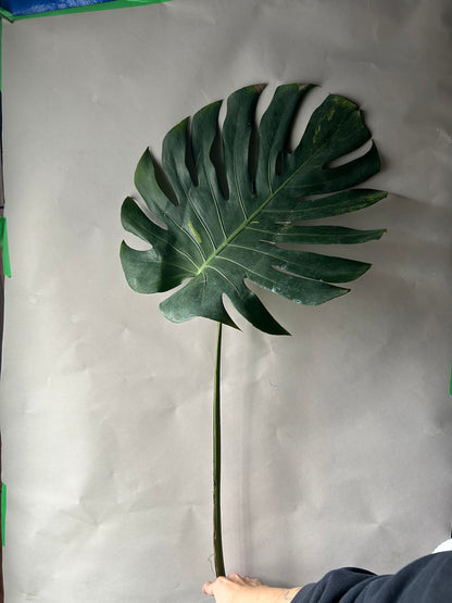 Monstera Matcha Mint