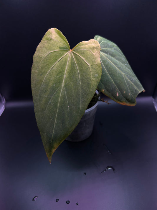 Pink Mint Variegated Anthurium Dressleri x RVDP S1 from Han Kirok