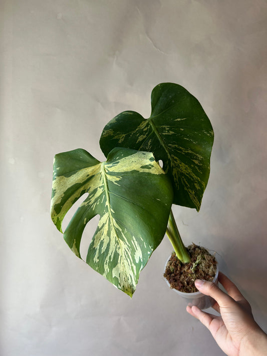 Monstera Deliciosa Vietciosa