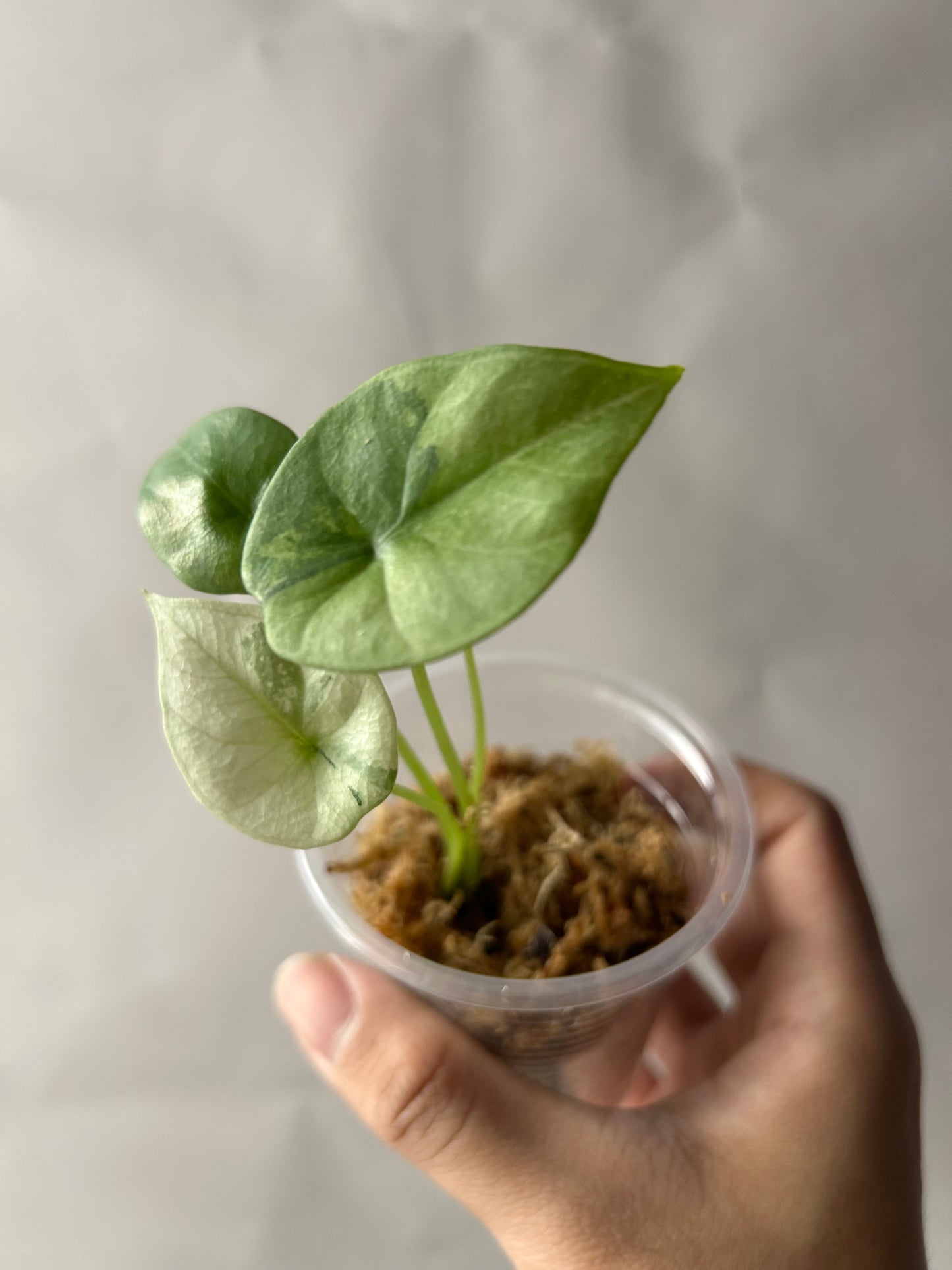 Alocasia Sinuata Albo