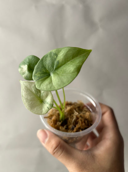 Alocasia Sinuata Albo