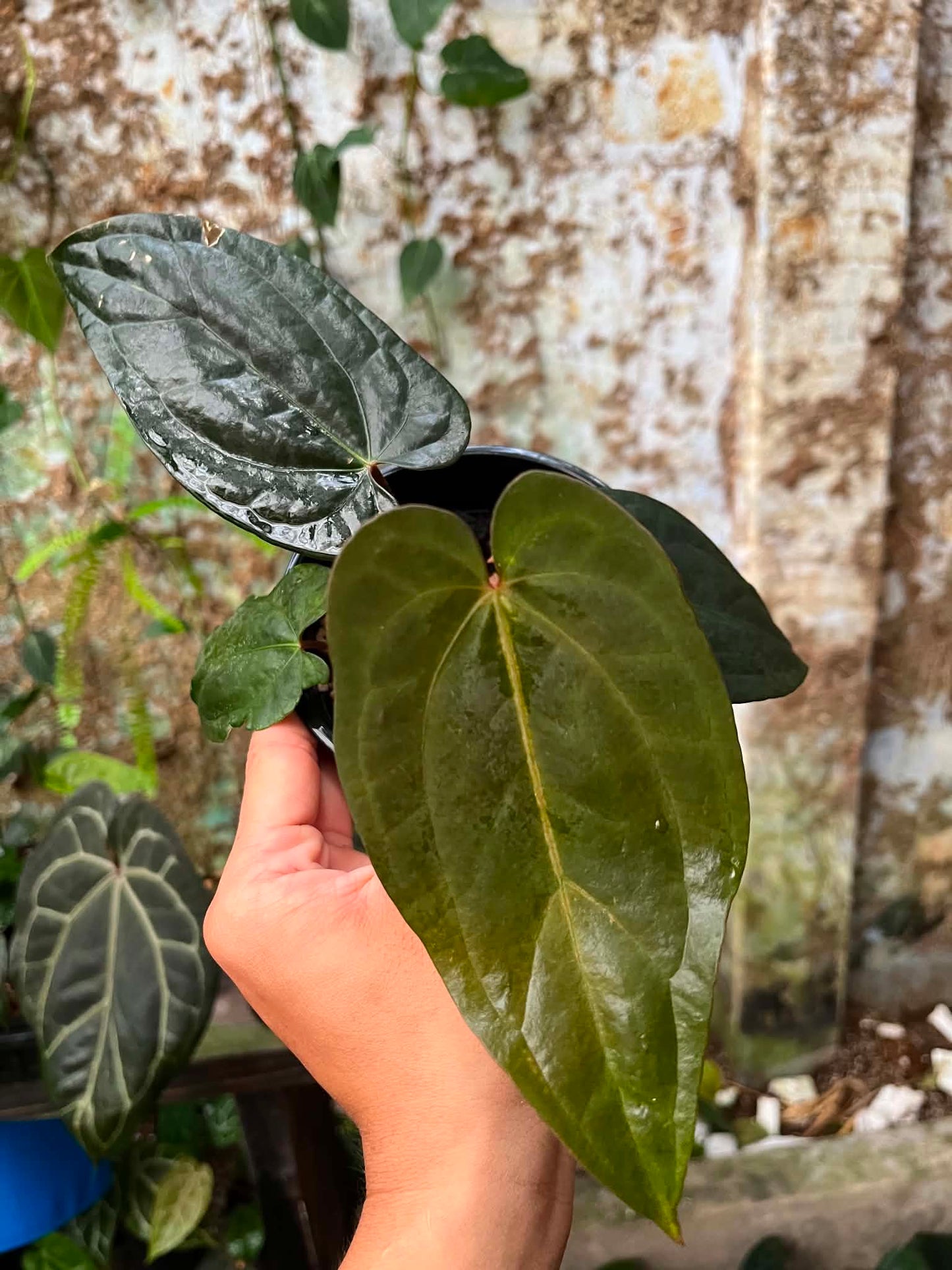 Anthurium AOS x BVEP