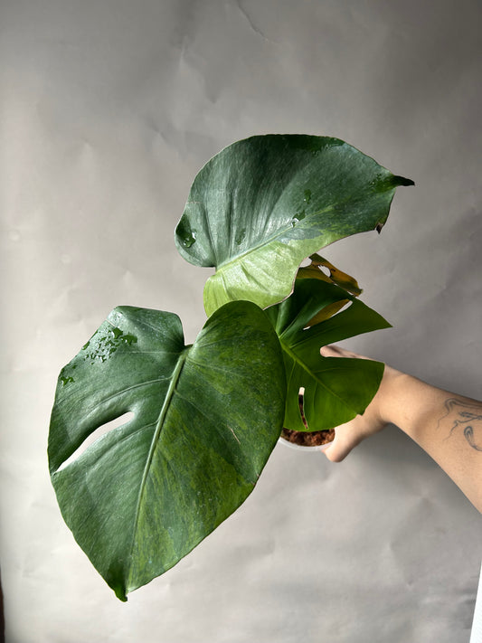 Monstera Deliciosa Green-On-Green