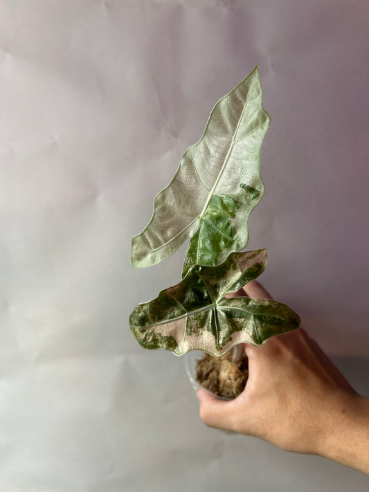 Alocasia Psedou Sanderiana Albo Pink