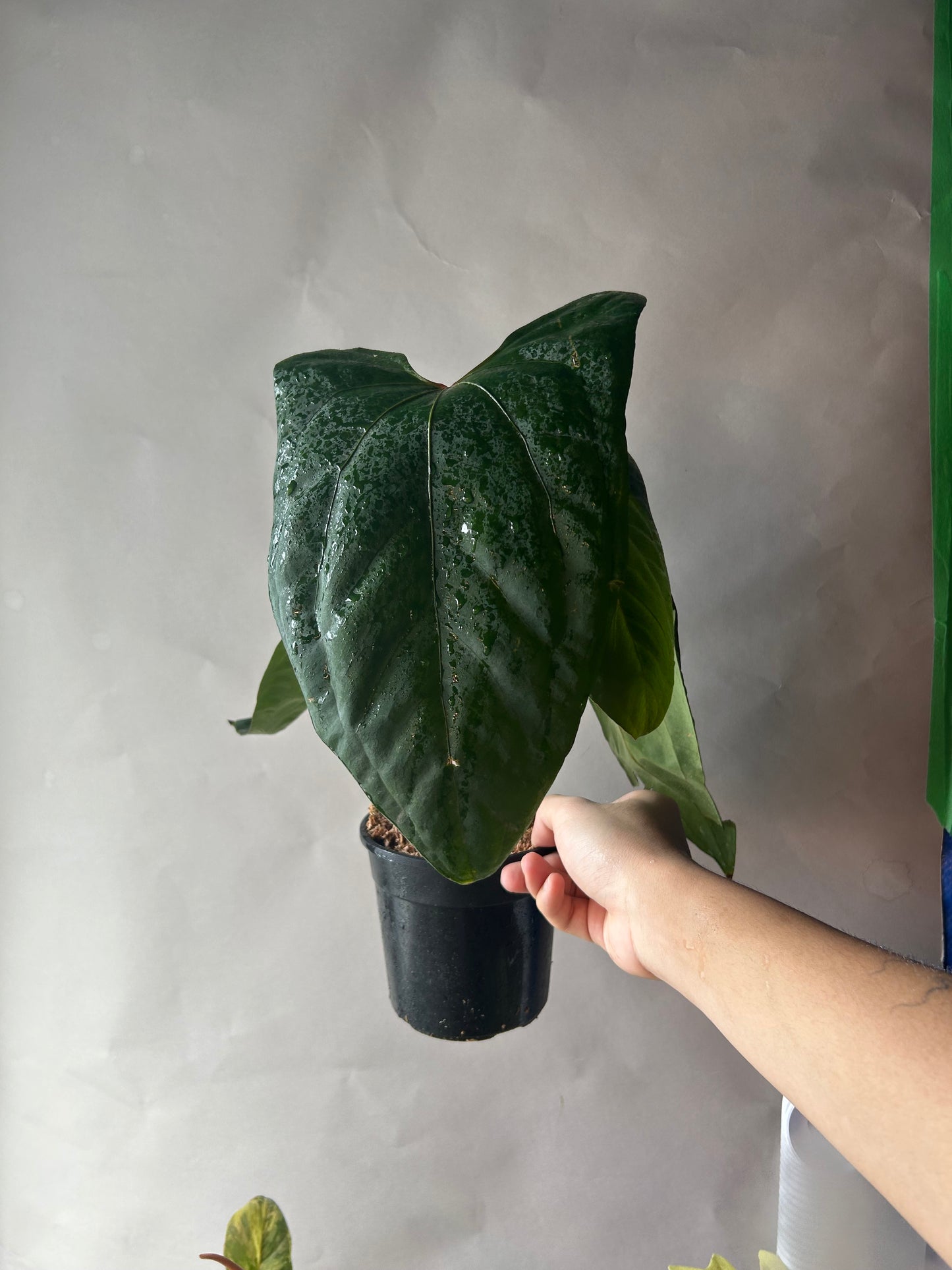 Anthurium RVDP x Portillae “Dorito”