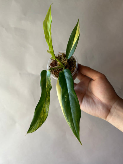 Philodendron Flobe x Tortum